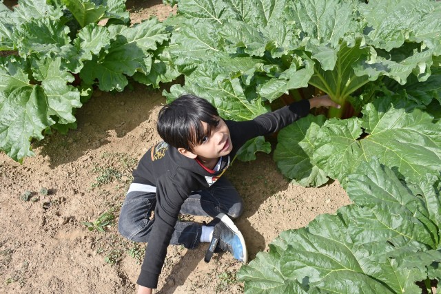 Hainerberg first-graders visit organic farm