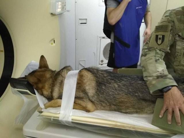 Treating Military Working Dogs