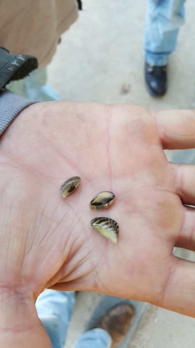 Zebra mussels (1)