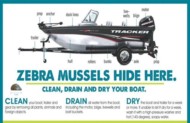 Zebra Mussels (2)