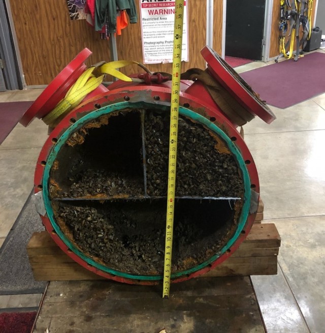 Zebra mussels (3)