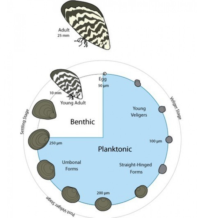 Zebra Mussels (6)