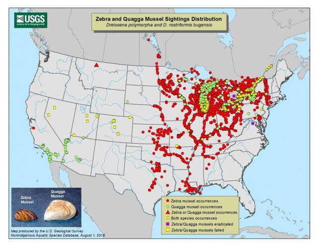 Zebra mussels (7)