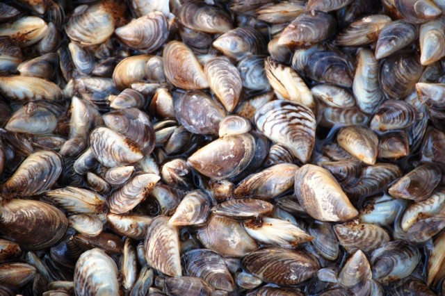 Zebra mussels (8)