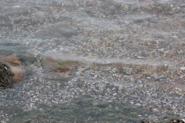 Zebra mussels (9)