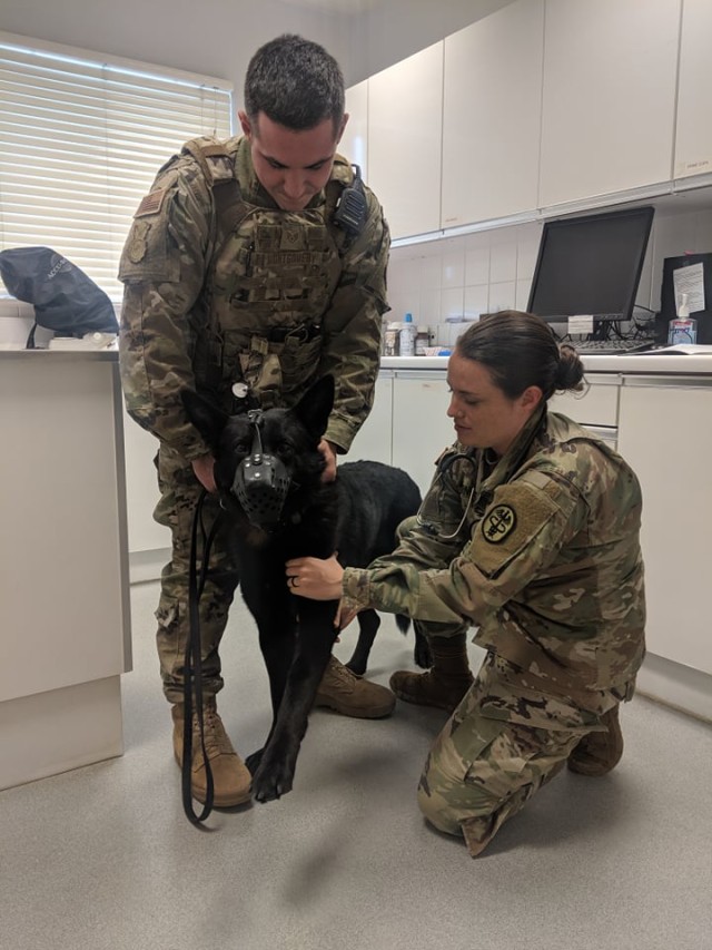 Army veterinarian leans on military training to provide medical ...