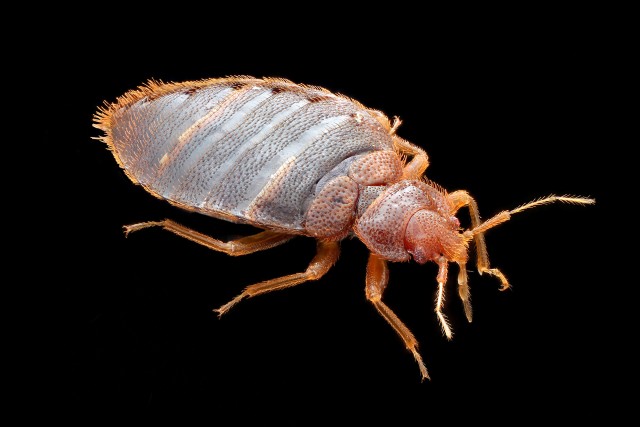 Don't let the bed bugs bite