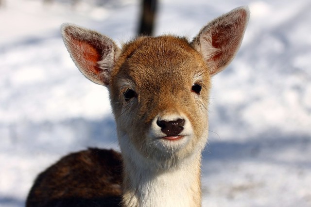 Animal Safety offers advice for residents who find strays, wildlife on post
