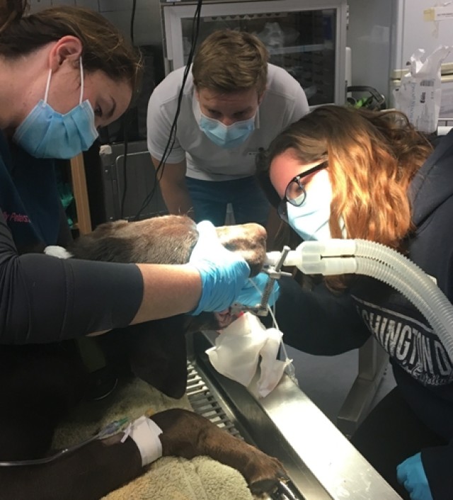A volunteer assists with a dental cleaning on POA a privately-owned animal with guidance from NAF Veterinary Technician Shelly Peters.