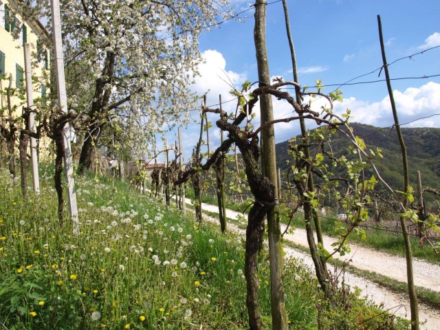 Prosecco Road earns UNESCO distinction