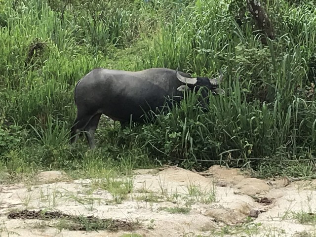 Fauna at Si Racha training area.