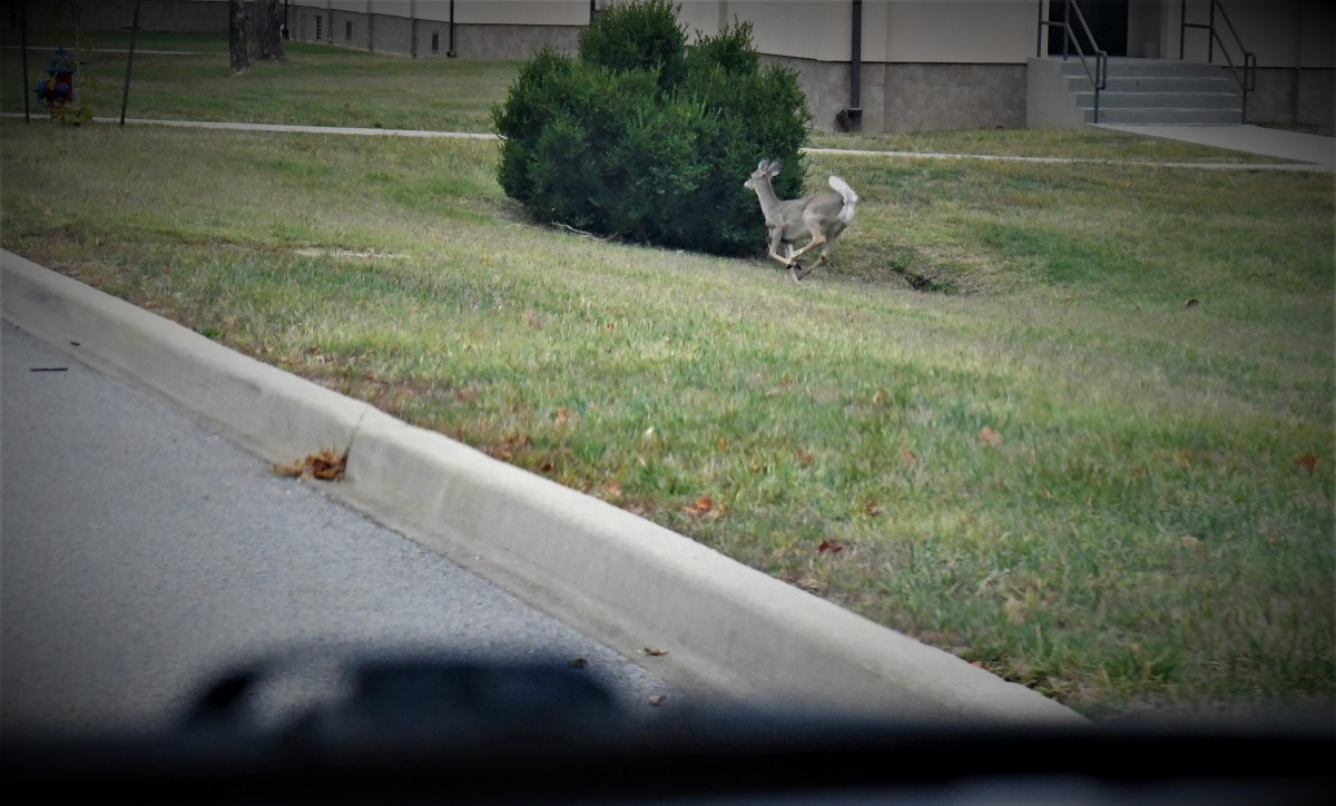 Fort Knox warns drivers of deer collisions, advises to pay attention