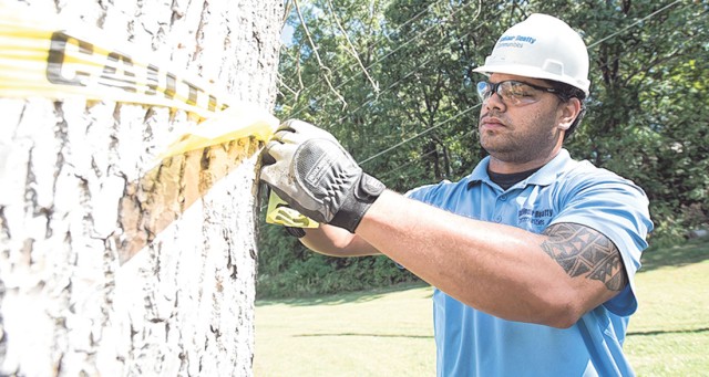 Dead trees to be removed from FLW housing beginning Nov. 1