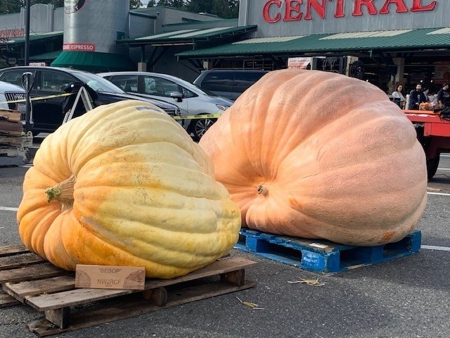 Giant pumpkins from JBLM put scare in competition