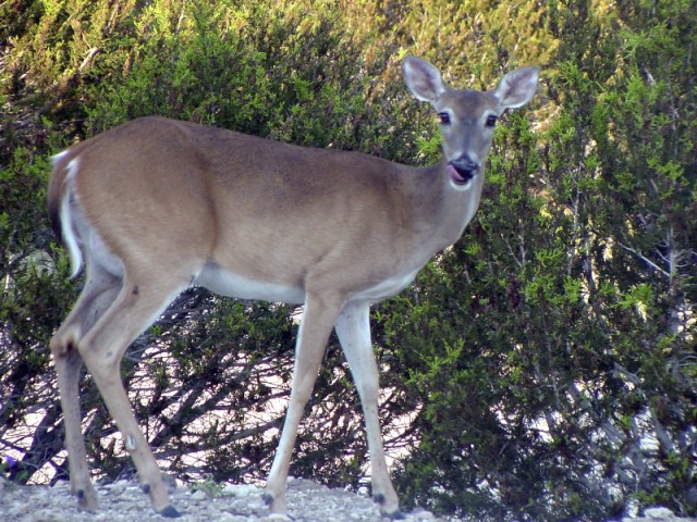 Fort Knox reestablishes program to reduce deer numbers in cantonment area