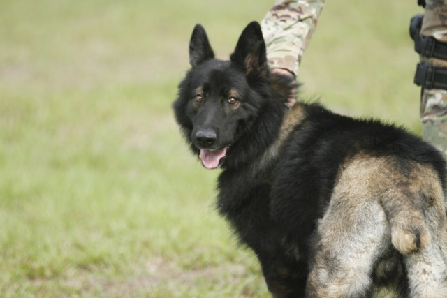 Passion for canines makes for successful MWD teams