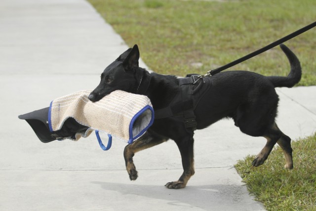 Passion for canines makes for successful MWD teams