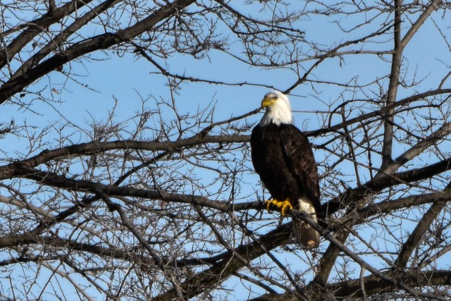 Bald eagles near record numbers around Fort Riley