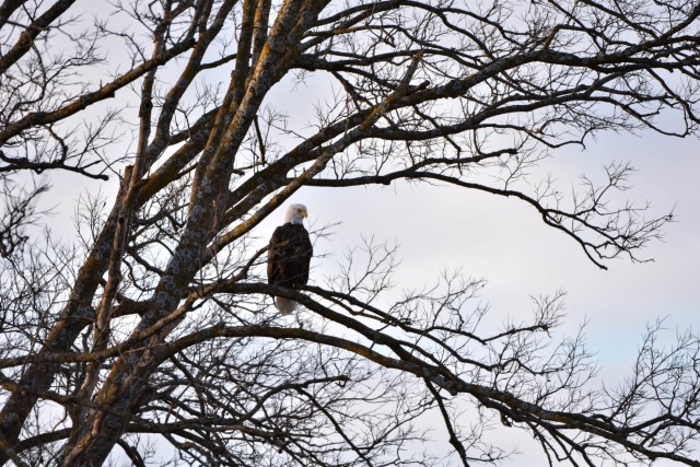 Bald eagles near record numbers around Fort Riley