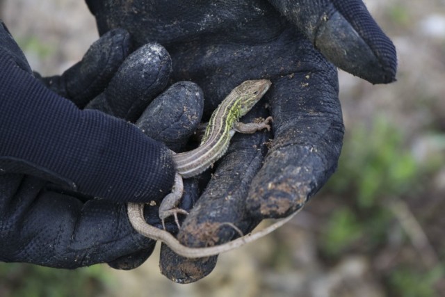 2019 Fort Riley Herpetological Survey