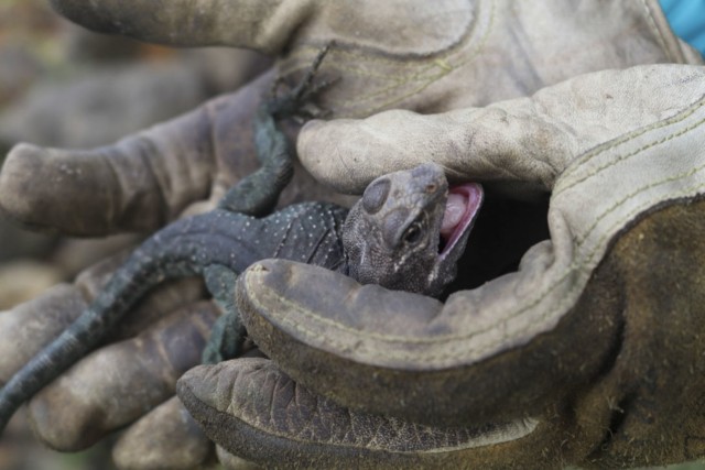 2019 Fort Riley Herpetological Survey