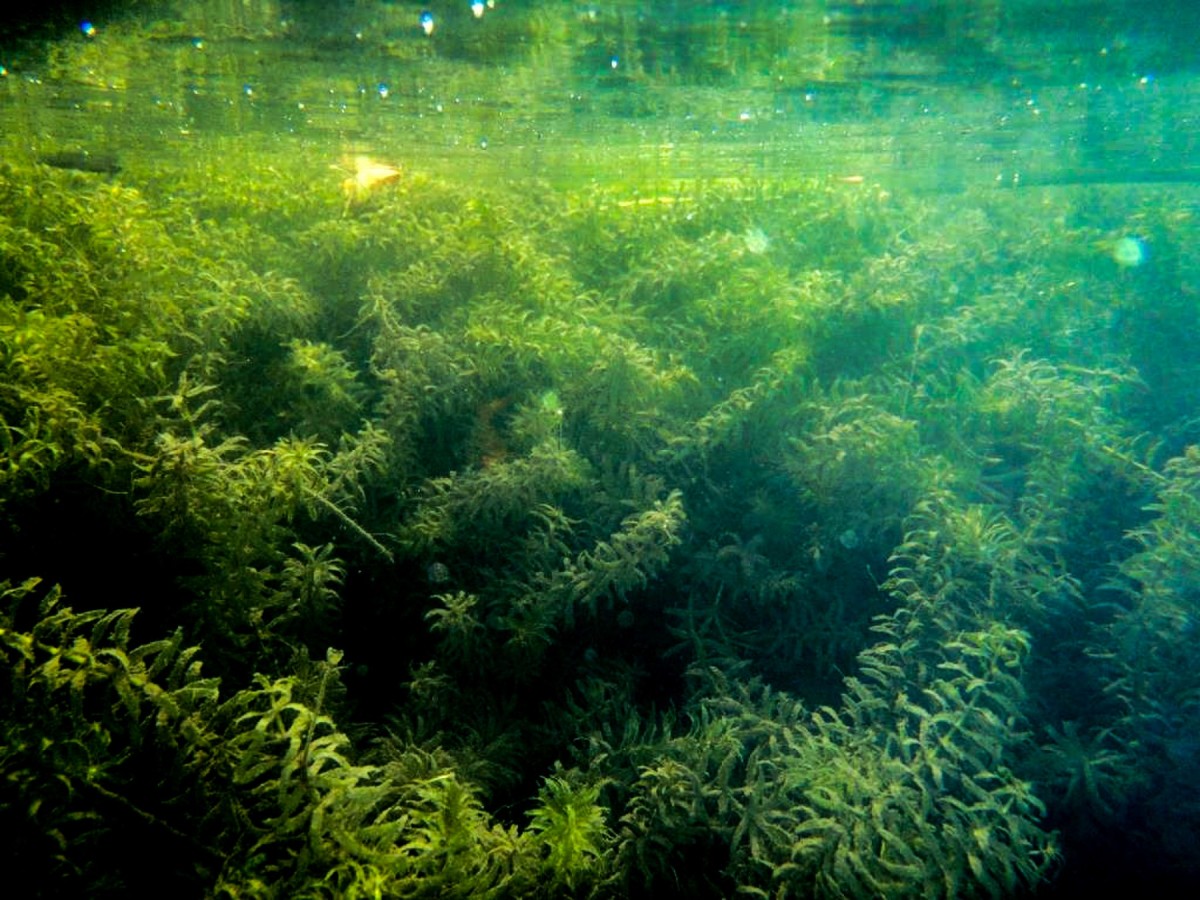Buffalo District fights invasive hydrilla on the Great Lakes Article
