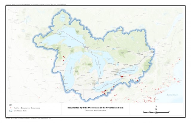 Hydrilla occurrences in the Great Lakes Basin
