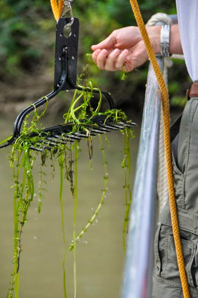 Hydrilla