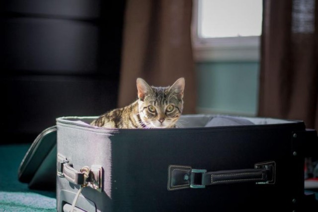 Traveling with Pets