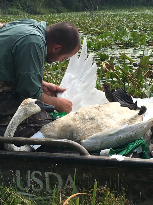 A Trumpeter Swan was captured and a GPS collar was attached by USDA Fish and Wildlife. Data collected will be used to study migration, year-round movements, habitat use, and mortality risk. The results will be incorporated into future trumpeter swan conservation.