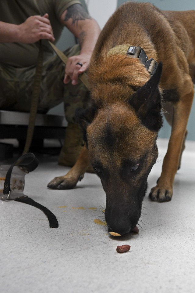 Thor, a Fort Jackson military working dog, licks spray cheese as a reward during his checkup at the Veterinarian Office.
