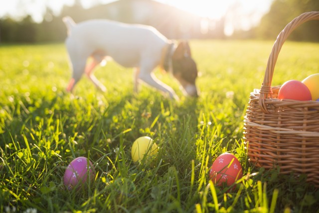 Keeping your pets safe this Easter