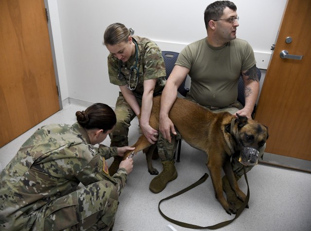 Staff Sgt. Robyn Peck, Public Health Activity-Fort Gordon, Fort Jackson Branch, draws blood from a military working dog. Capt. Amanda Jeffries, veterinarian and handler hold the dog still as his blood is drawn. The dog was tested for parasites
...