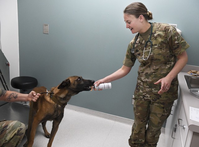 Capt. Amanda Jeffries, Public Health Activity-Fort Gordon, Fort Jackson Branch, treats military working dog Thor to spray cheese as a reward for being calm during a checkup at the Fort Jackson Veterinarian Office. The office remains open during...