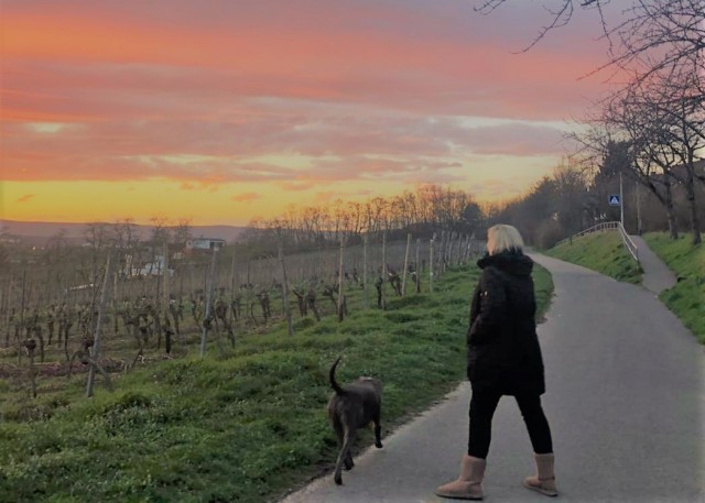 Martina Deaver and her dog Metro taking an evening stroll.