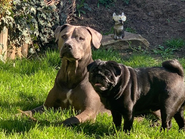 Metro (left) and Pablo (right) taking a break.