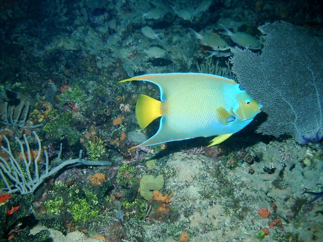 Queen Angelfish
