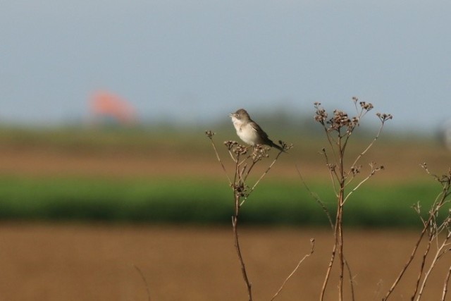 Common whitethroat