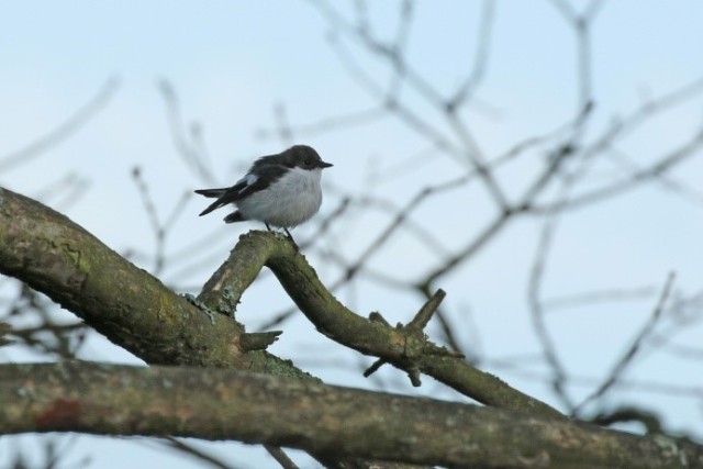 Pied flycatcher