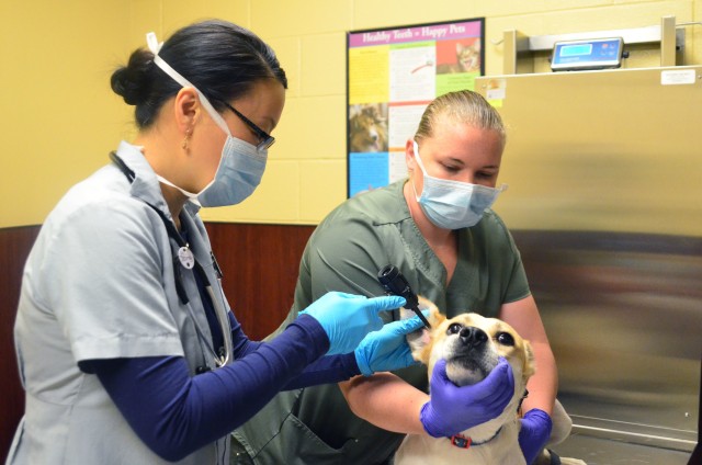 Fort Stewart Veterinary Treatment Facility continues to treat animals ...