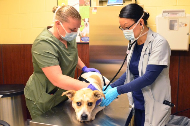 Robin Jones (right), a retired Soldier and current veterinarian who works at the Fort Stewart Veterinary Treatment Facility, is being assisted by Spc. Krystall Shaw, an animal care specialist assigned to the clinic, as Jones uses a stethoscope on...