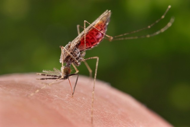 Anopheles merus belongs to the Anopheles gambiae species complex, which consists of at least seven species, and it is a locally important vector in eastern and southern Africa where it is mainly found along the coast. 