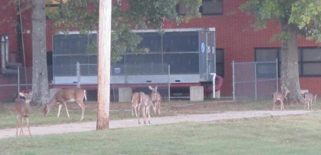 Fort Knox wildlife biologists warn that well-meaning people who feed or handle wildlife at Fort Knox are not helping the animals but making them dependent on humans and a nuisance in the housing areas. Courtesy photo by James Watkins