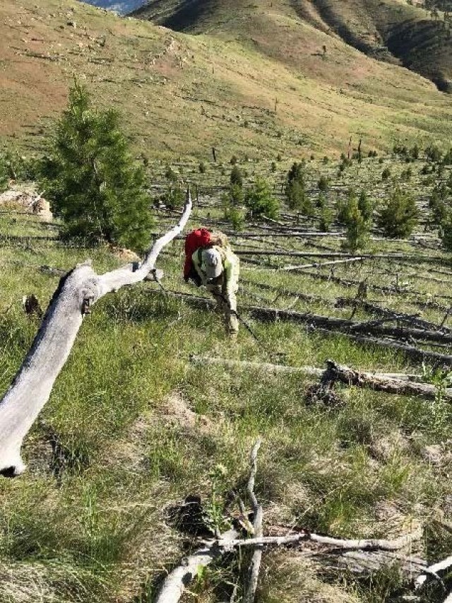 A UXO team member investigates a transect in the North Helena Valley East MRS.  Notice the steep terrain and the dead fall of trees, which are typical for a Montana UXO remediation site.