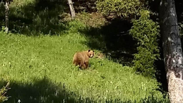 A grizzly bear cub spotted during the Helmville munitions response site remedial investigation.  Bears were spotted throughout the investigation and can be a threat at almost any remediation site in Montana.  Bear encounter safety is highly stressed during investigation safety meetings.