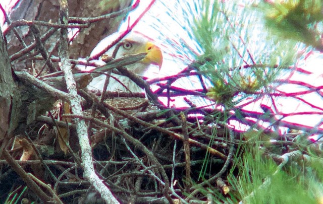 Eagle