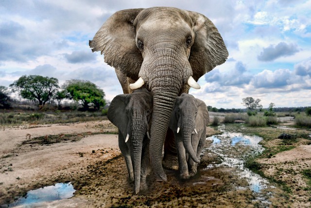 Elephants may be able to detect seismic vibrations through two possible means, bone conduction and the use of massive ossicles of their middle ears or possibly by mechano-receptors in the toes or feet that are sensitive to vibrations.