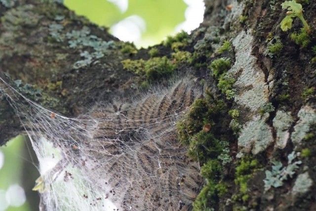 Oak Processionary Moth Caterpillar Nest