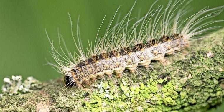 Hickory Tussock Moth Caterpillar Eohu Public Health