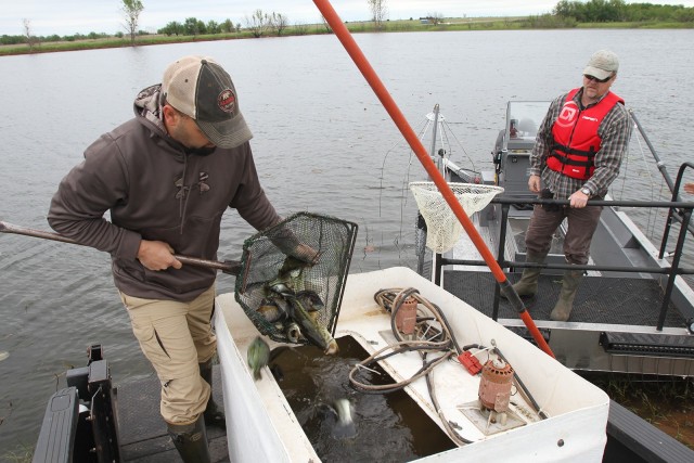 Jeremiah Zurenda releases largemouth bass and sunfish into an aerated water tank May 11, 2020, at Fort Sill, Oklahoma. Natural resources personnel were working on O’Connell Pond to stun and save game fish before the pond was lowered for...